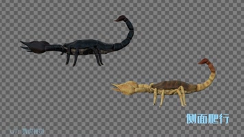 【HD】蝎子两款