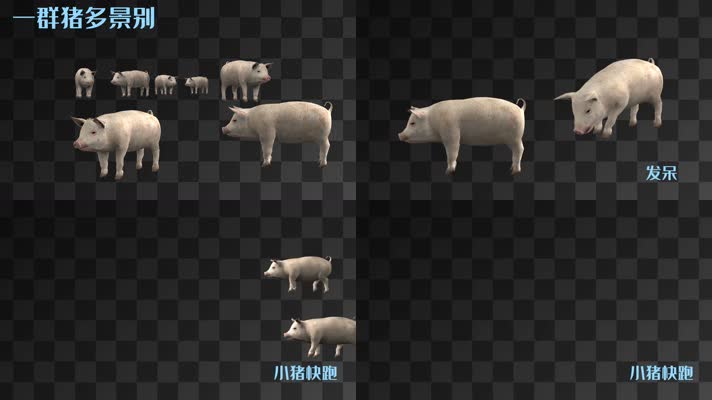 【HD】一群猪多景别（带透明通道）