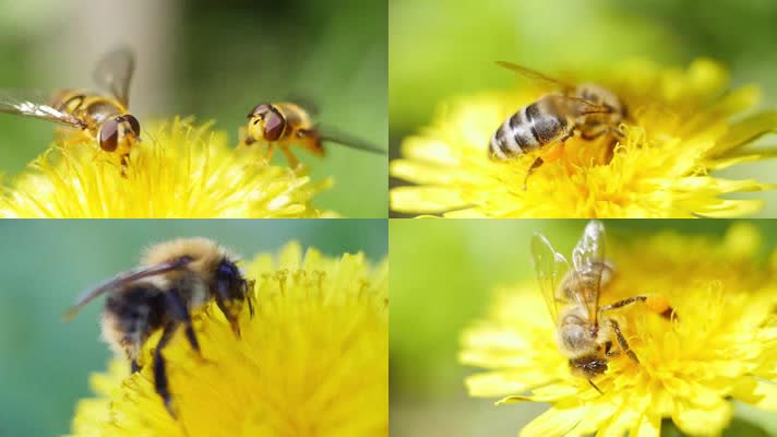 4K超清蜜蜂采蜜收集黄色小雏菊花朵花粉
