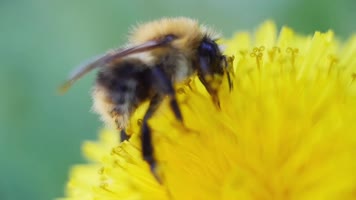 4K超清蜜蜂采蜜收集黄色小雏菊花朵花粉