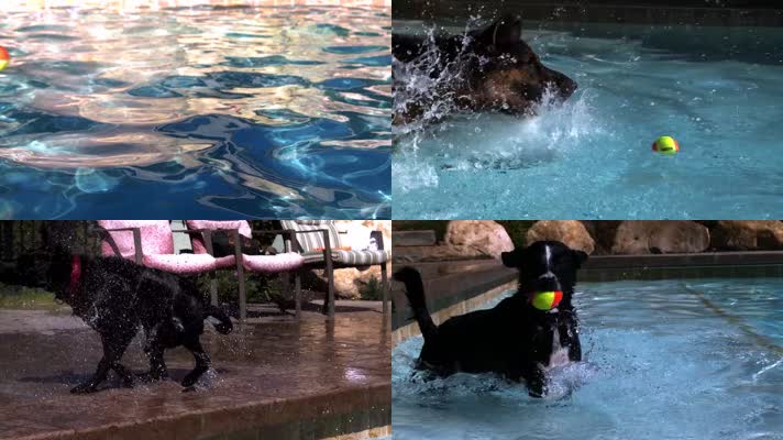 宠物狗游泳池玩耍