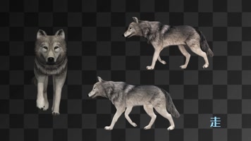【4K】狼动画合集