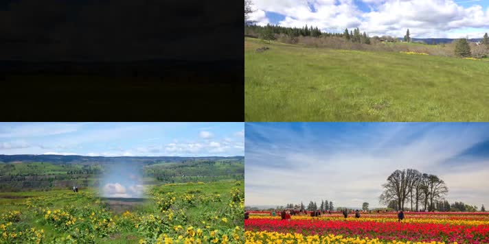 春季大自然美丽花朵