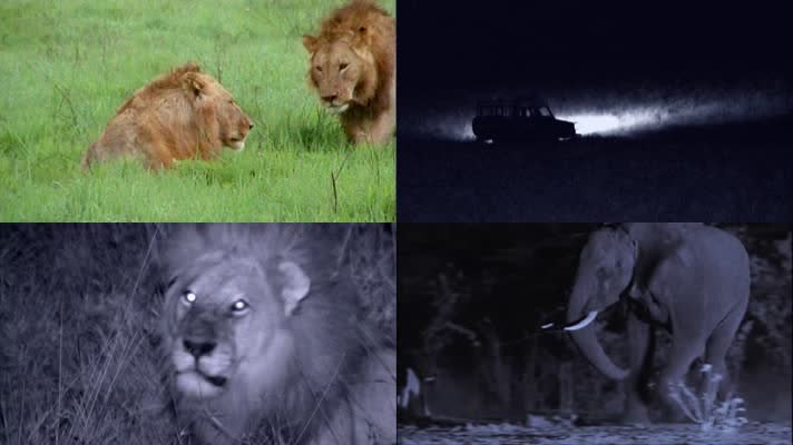 非洲大草原狮子狩猎纪录片