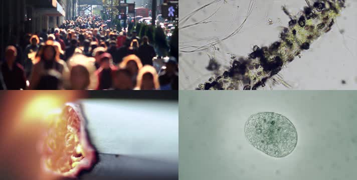 生物医疗流行病原体传染病