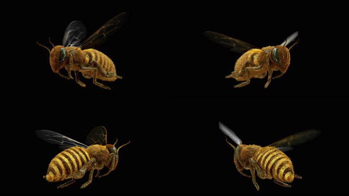 【4K】蜜蜂360°旋转