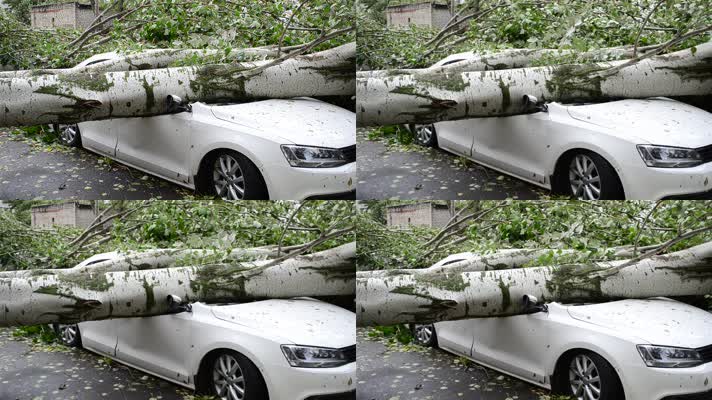 台风 灾害 飓风 大树压毁汽车  