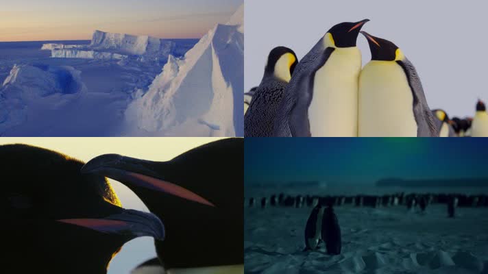 南极冰川企鹅近距离生活拍摄