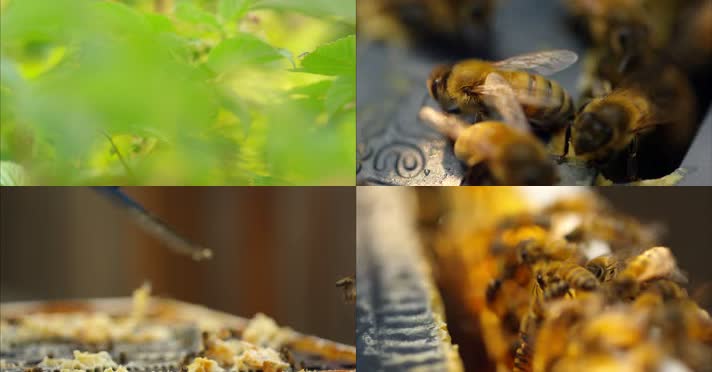 蜜蜂蜂巢养蜂人