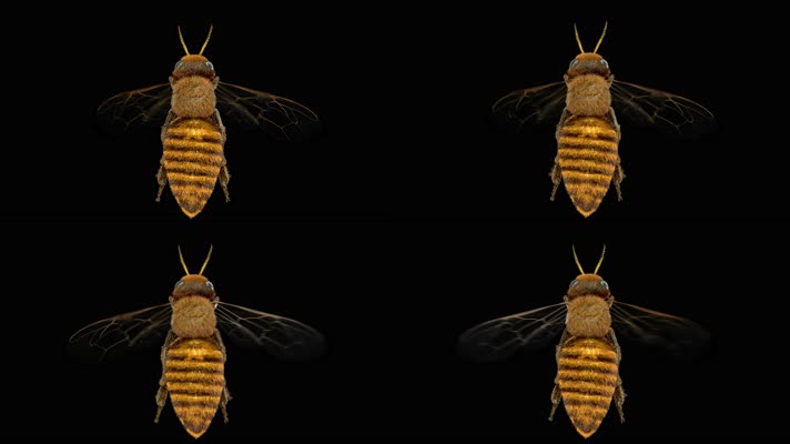 【4K】蜜蜂低面带透明通道