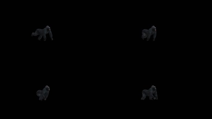 大猩猩奔跑 非洲大猩猩 肉食动物 