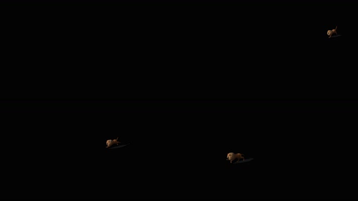 狮子奔跑 非洲狮 印度狮 肉食动物 