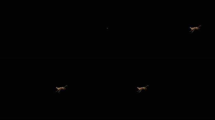 猎豹奔跑 非洲猎豹 肉食动物 