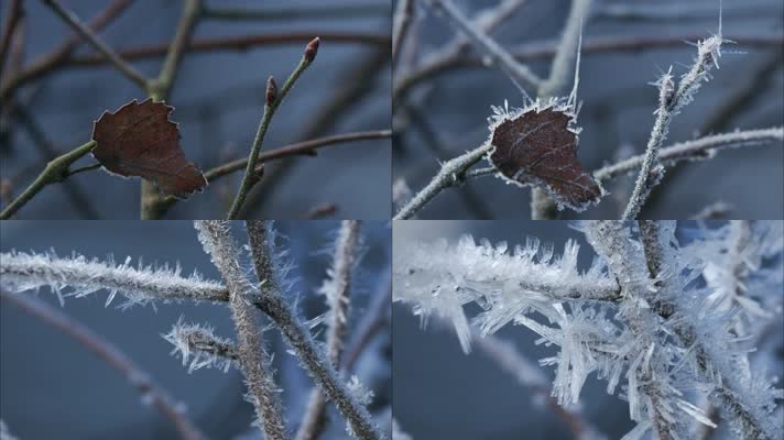 植物霜冻过程