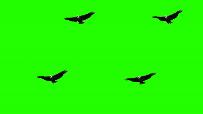 老鹰飞翔 老鹰 雄鹰 飞行  