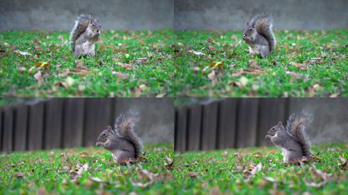 小松鼠近距离进食拍摄