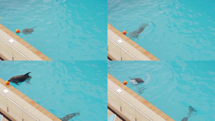 海豚 海豚游泳 哺乳动物  