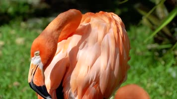 4K粉红火烈鸟近距离生活实拍视频
