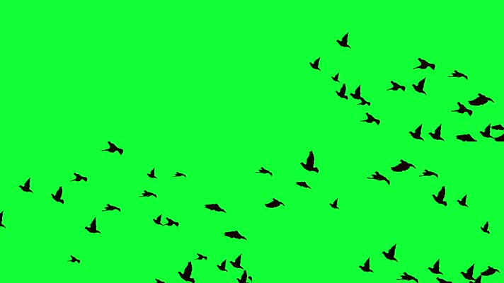 飞鸟动画 绿背景飞鸟 群鸟  