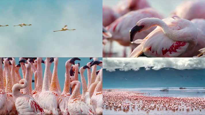 火烈鸟视频一组