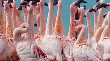 火烈鸟视频一组