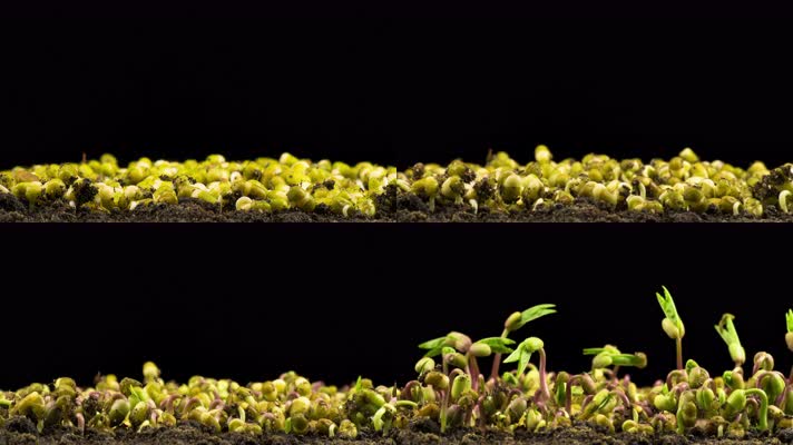 种子发芽 破土而出 土壤 发芽 农业 生命力 植物 播种 萌芽 育苗 生根