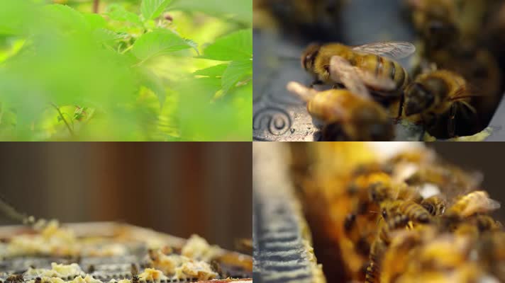 蜜蜂采蜜产蜂蜜实拍