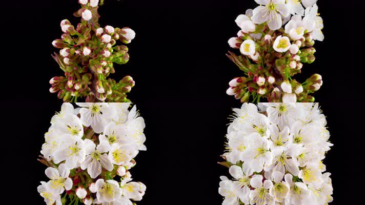 开花 盛开绽放 植物生长