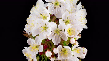 开花 盛开绽放 植物生长  开花 盛开绽放 植物生长