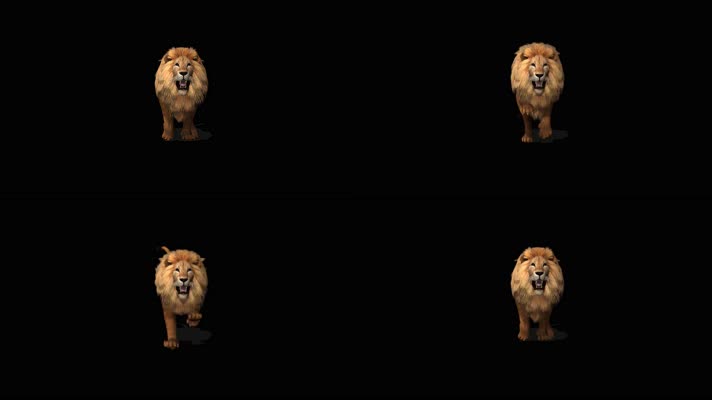 狮子奔跑 非洲狮 印度狮  