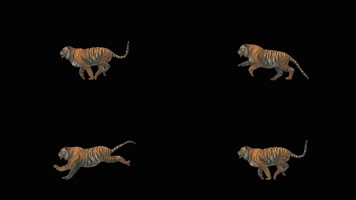 狮子奔跑 非洲狮  