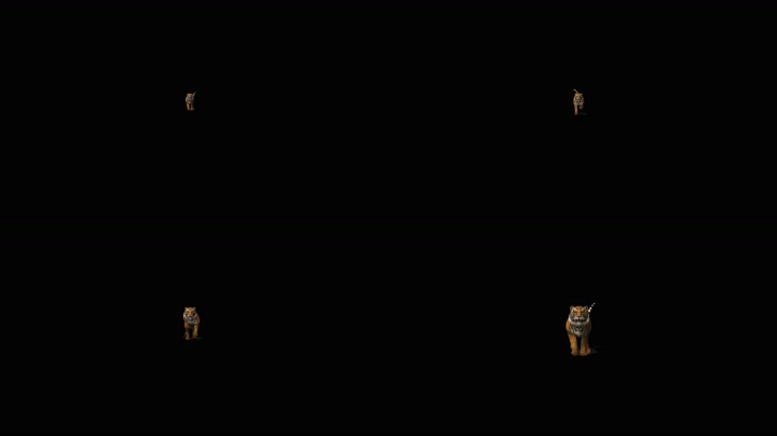 狮子奔跑 非洲狮 印度狮  