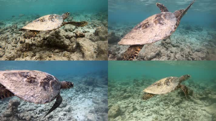 海洋 海龟 保护海龟 环保 海底生物 