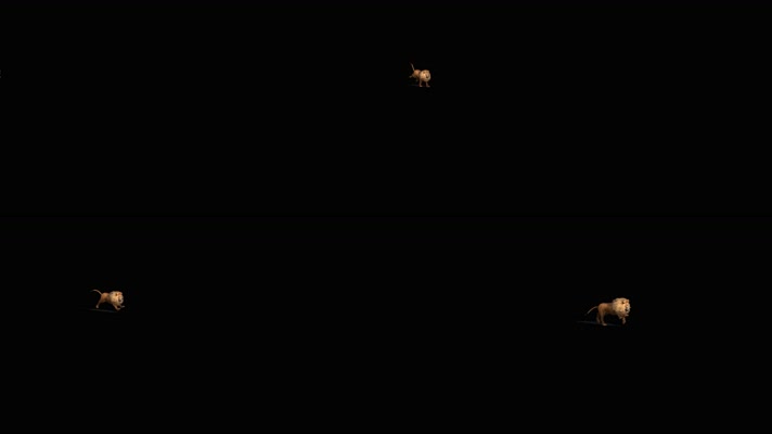 狮子奔跑 非洲狮 印度狮 