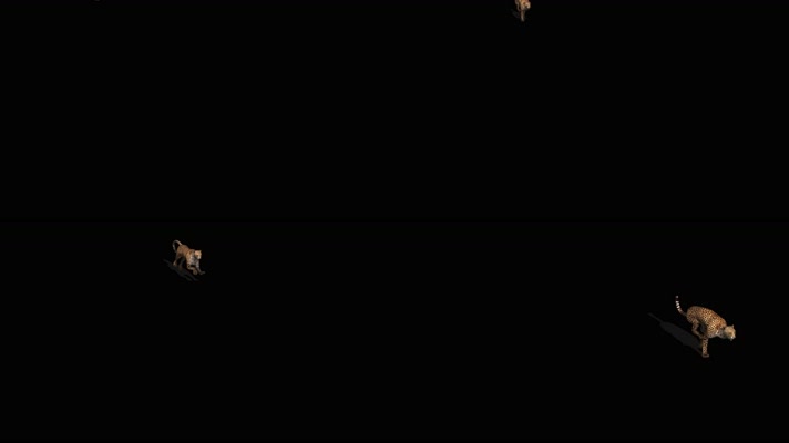 狮子奔跑 非洲狮 印度狮 肉食动物 