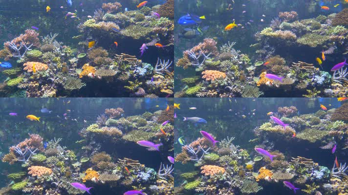 梦幻海底世界 美丽珊瑚 珊瑚礁 