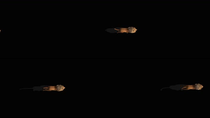 狮子奔跑 非洲狮 印度狮  