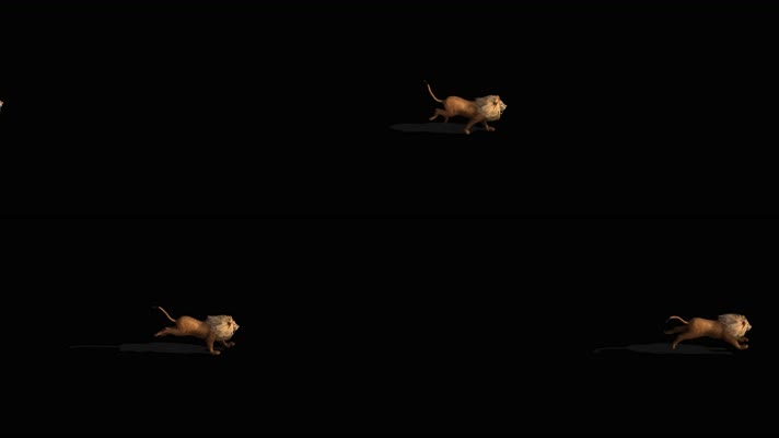 狮子奔跑 非洲狮 印度狮  