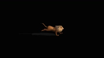 狮子奔跑 非洲狮 印度狮  