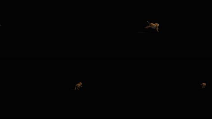 狮子奔跑 非洲狮 印度狮  