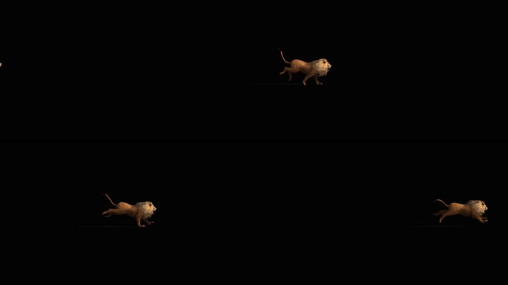 狮子奔跑 非洲狮 印度狮  