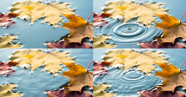 秋天 水面落叶 红叶 