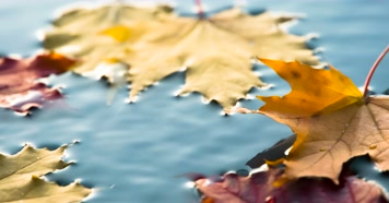 秋天 水面落叶 红叶 