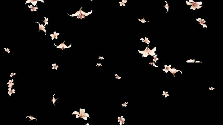 兰花花朵掉落透明通道循环