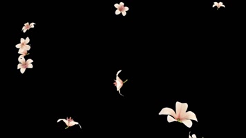 兰花花朵掉落透明通道循环