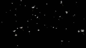 蒲公英左右进出循环alpha通道(3)