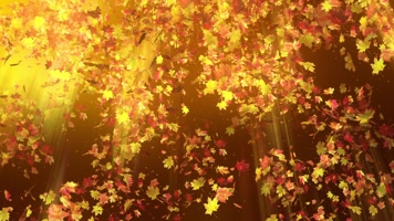 唯美金色光线落叶金秋场景