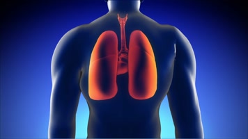 三维人体肺部恢复动画