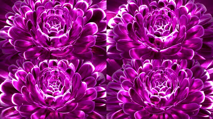 唯美光斑紫色花朵背景