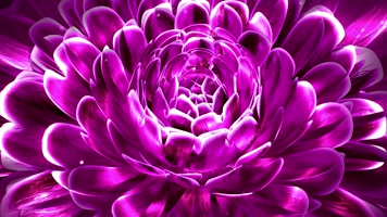 唯美光斑紫色花朵背景